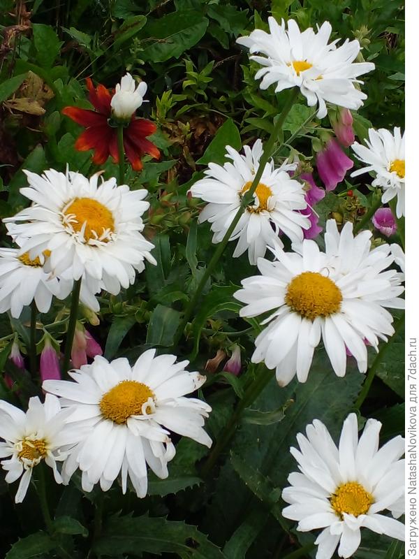 глядя на них про наступившую осень забываю))