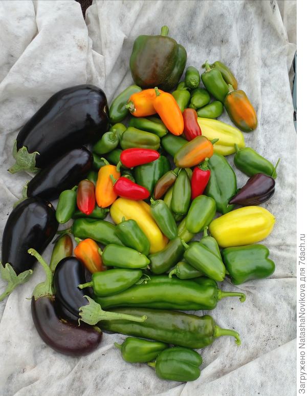 собрала последние перчики и баклажаны