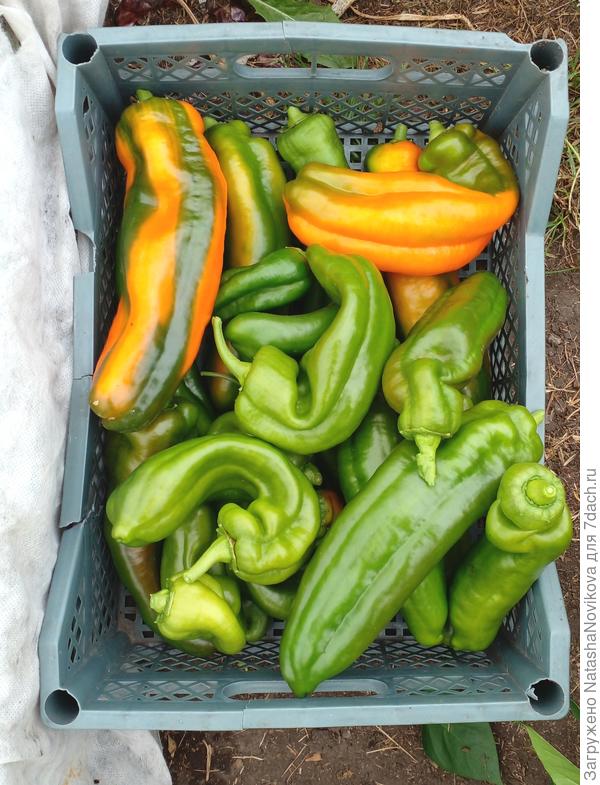 палермо - просто клад для любителей перчиков))