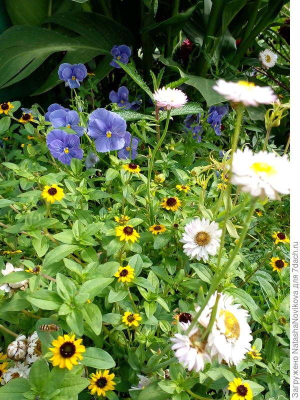 вот загрузилось)) может это другой цветочек))