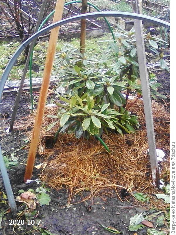 на зиму сооружаю каркас для укрытия спанбондом