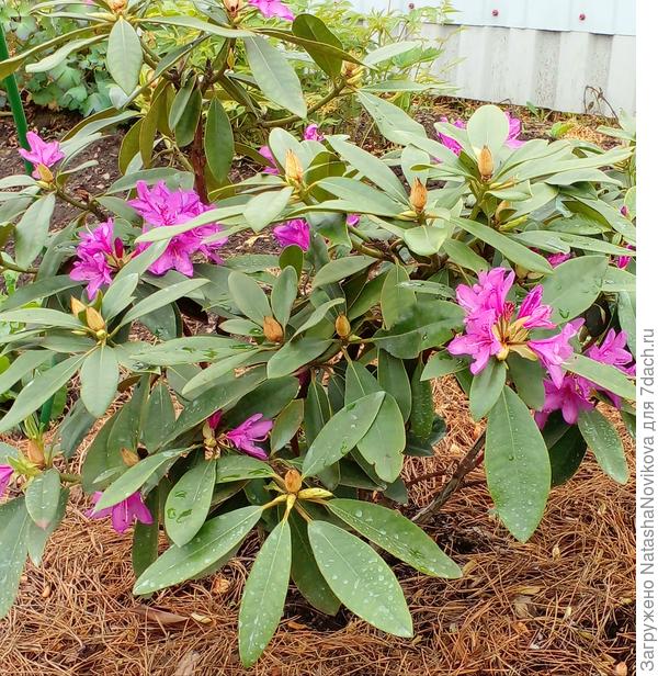 в конце мая любуюсь цветением))