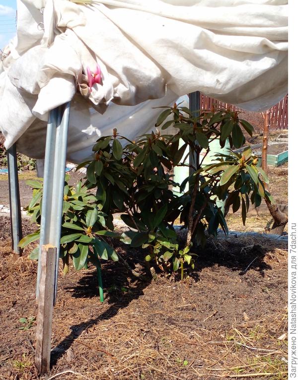 весной постепенно открываю и приучаю к солнышку