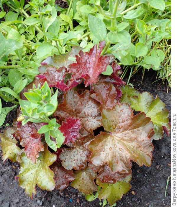 кустовушки петуньки четвёртый сезон на одном месте сами по себе всходят