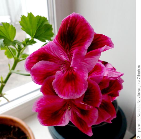 цветочки теперь только на окошке