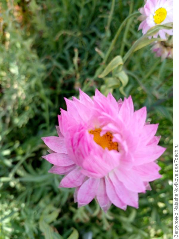 нежные, как весенние