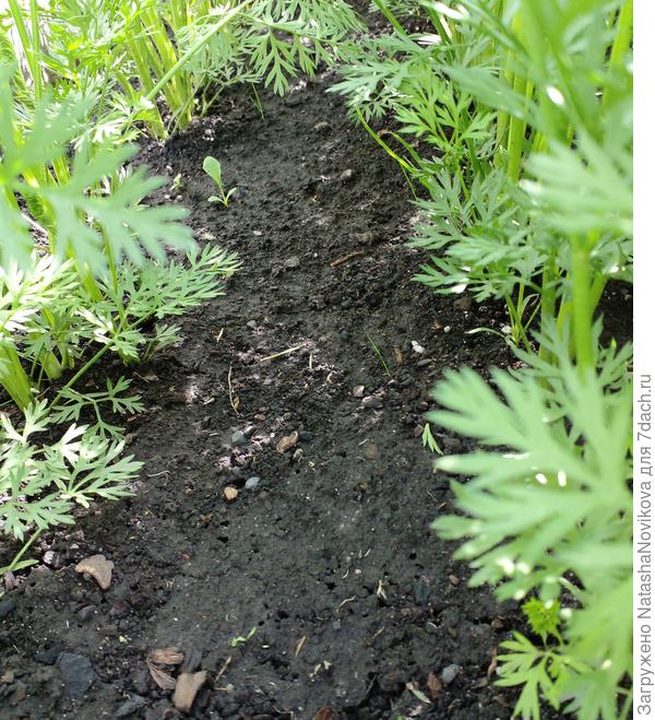 на грядке с морковью я делаю междурядья не менее 20см