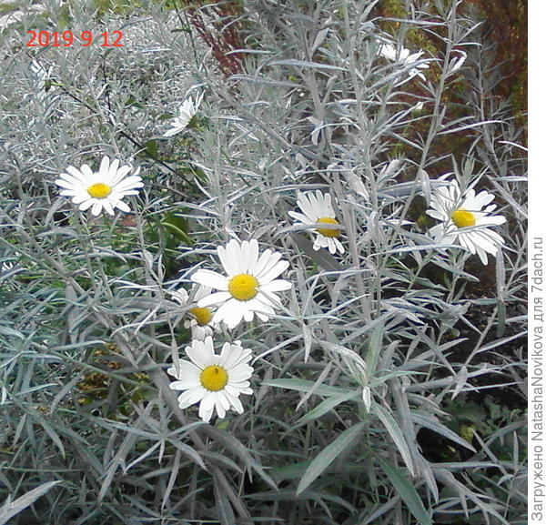 через буквально один метр побеги полыни выдали выдали узенькие листики