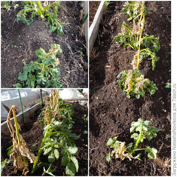 долго отходила картошечка((