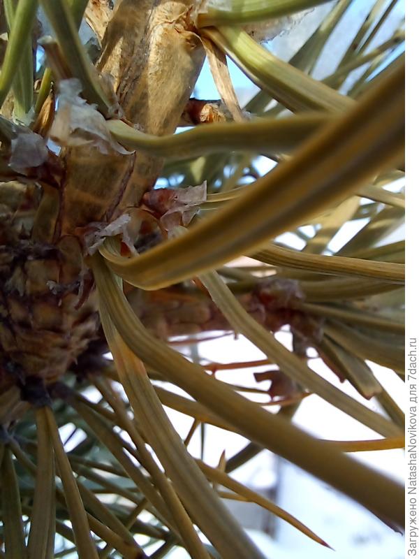 где то три, где то две хвоинки))