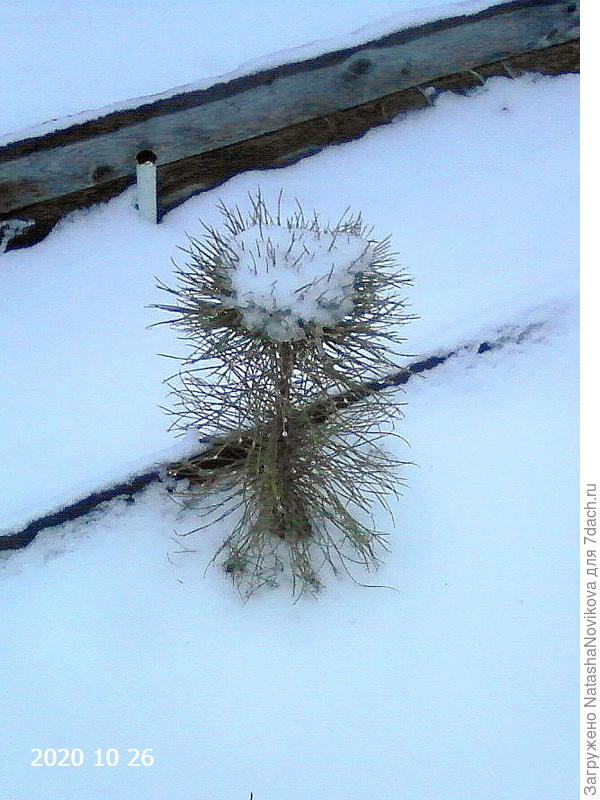 а этот сеянец самый молоденький и то же из орешка вырос.