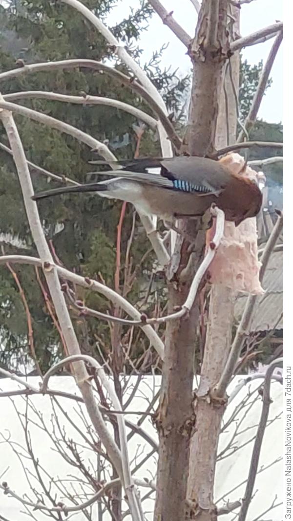 головёнку не даёт сфотать - улетает
