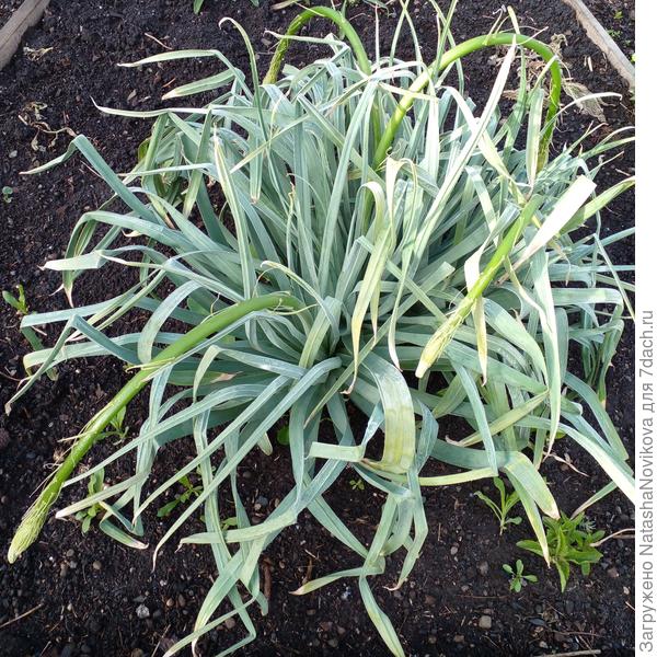 4 июня даже укрытие не помогло, подмёрз