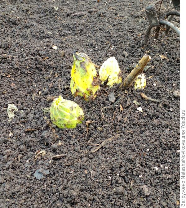 в апреле луковки вскочили из под земли