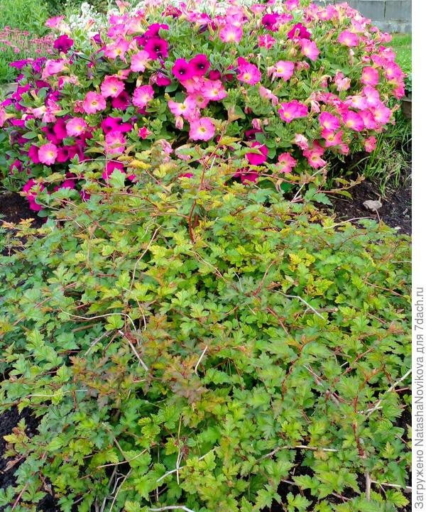 одна из трёх деленок стефанандры