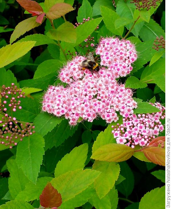 потеряла фото своих спиреек