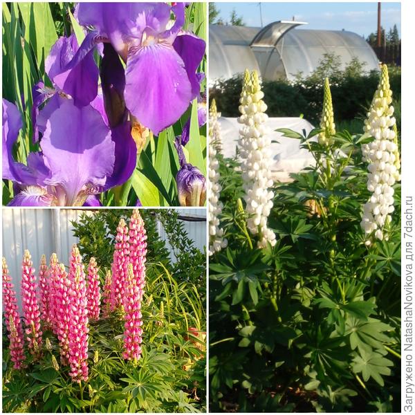 первая декада июня, прошли заморозки, много растений пострадало, а люпинам всё ни почем, цветут))