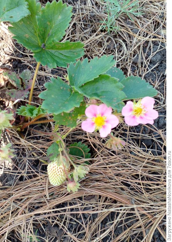 во второй половине июня уже плодоносила