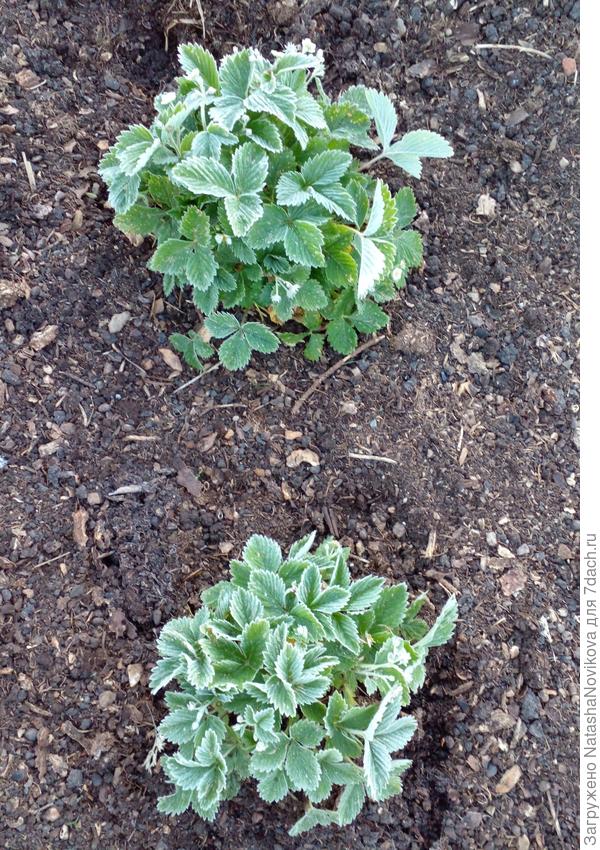 в начале июня припорошило