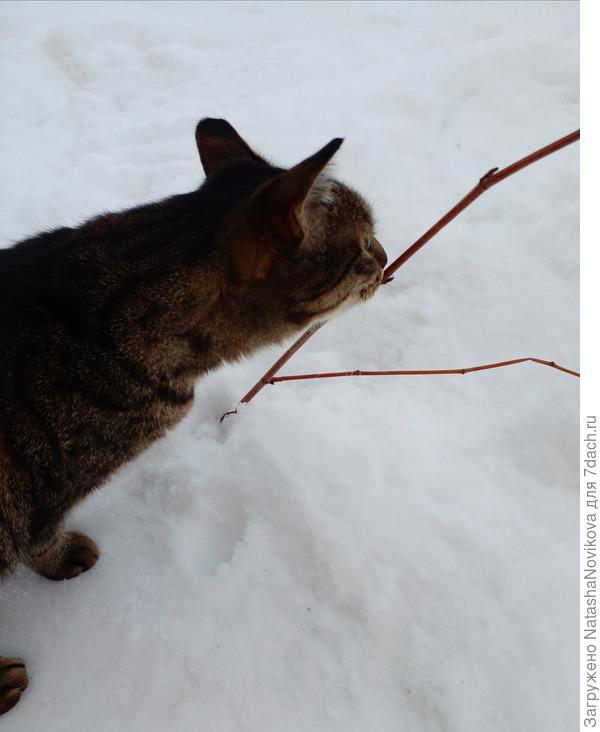 Масянька нюхает погодку)) скоро весна))