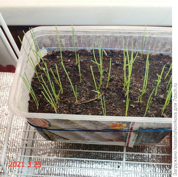 25 марта уже один раз подстригала, он быстро тянется.