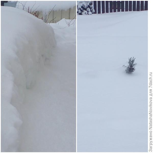 от горной сосны высотой 1,20 м  только одна веточка