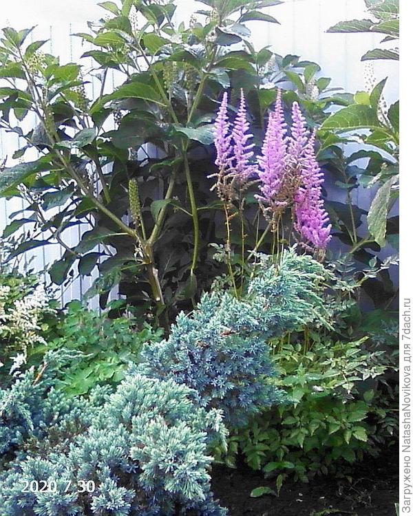 у меня все фото можжевельника нечаянно удалились, но голубой мне нравится больше всех))