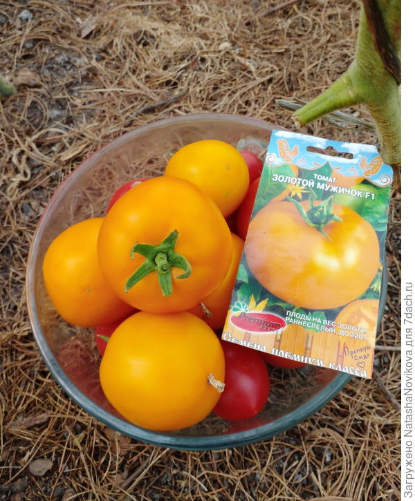 Томат дынюшка f1. Помидор золотые семена. Помидоры румяный мужичок. Томат золотое руно 0,1 г. Томат "золотой ломтик амишей".