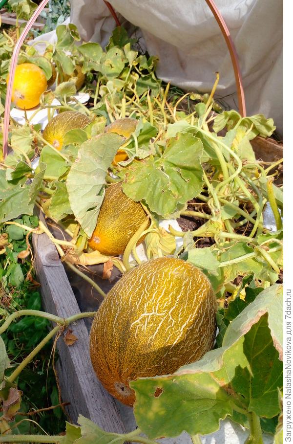 дыньки то же оранжевые))