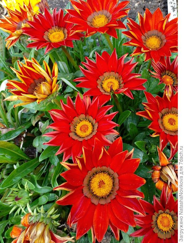 газании от Рушаны радовали глаз))