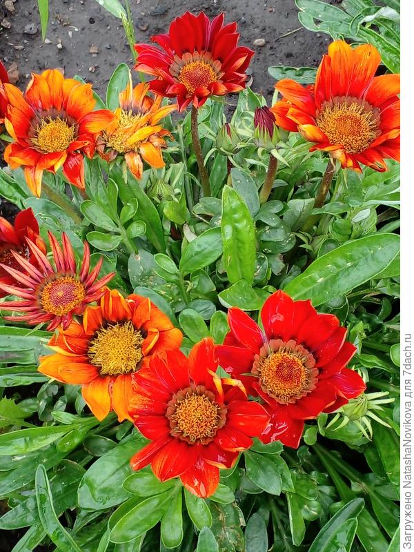 обязательно буду нынче сеять))