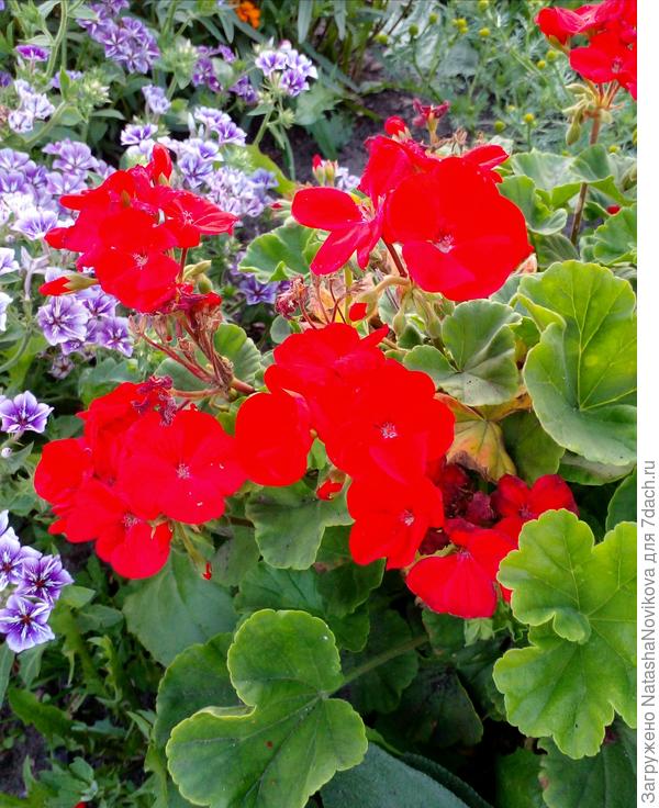 и конечно же любимка герань