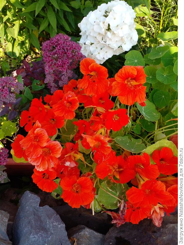 настурция - самосевка