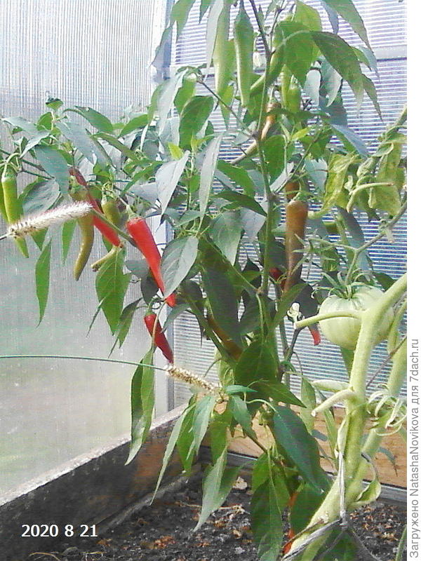 самый худЭнький)) высота от уровня почвы до первой поперечны теплицы 1,10м