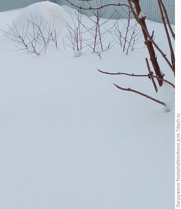 сюда дойти, чтобы очистить снег с родика пока сил не хватает((