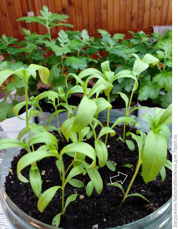 в начале апреля уже дылды были, здесь на сайте подсказывали прищипнуть, так я два раза рассаду прищипывала.