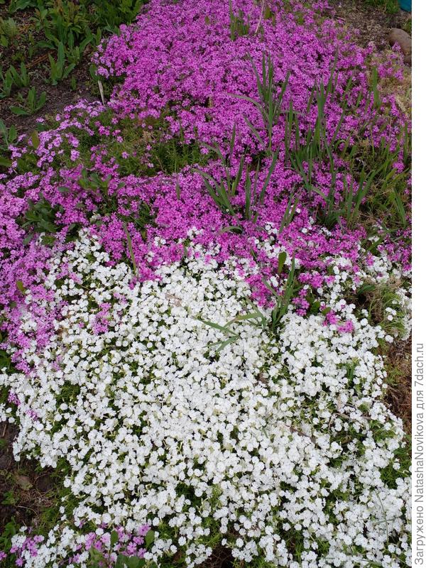 пырей его реально запутал((