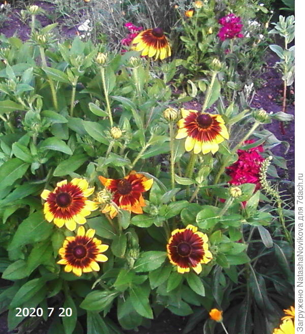 рудбекия начинала цвести в июне