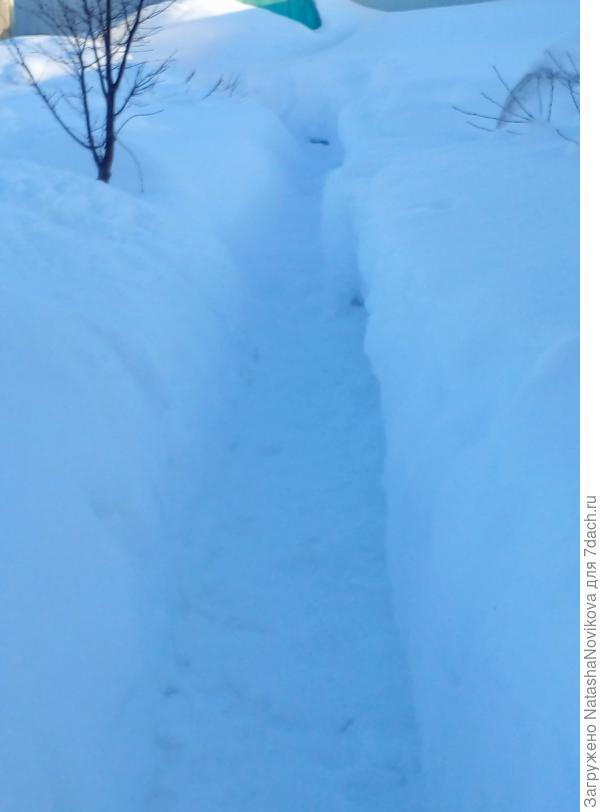 тропа до теплицы