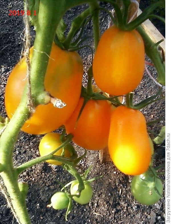 оранжевые - сорт забыла