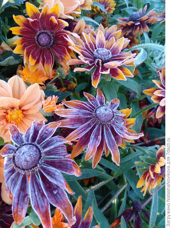 примороженные, но красивые))