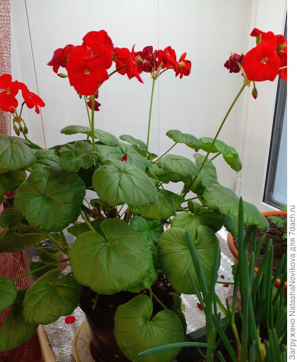 сентябрьский маточник в конце февраля в 2-х литровом горшочке