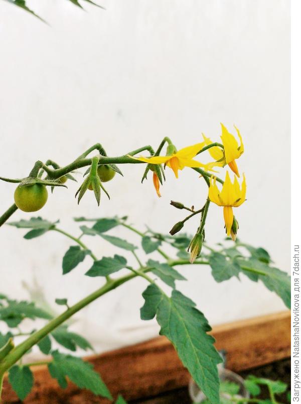 первые цветочки