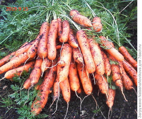 оранжевый :))