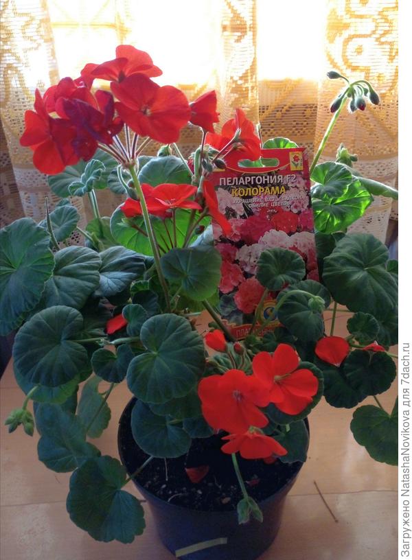 сентябрьский маточник  в апреле в 2-х литровом горшке