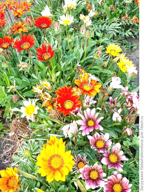 сентябрь, прошли заморозки, красоточки цветут))