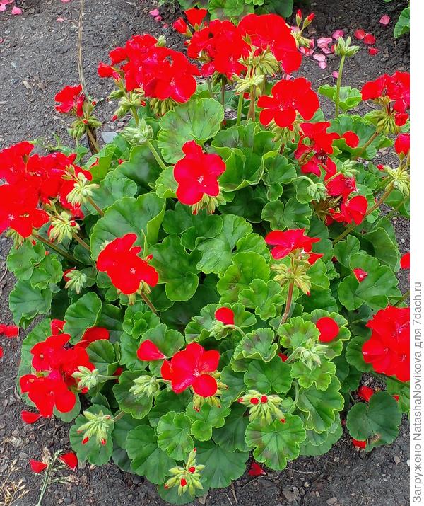 он же в ОГ в начале августа