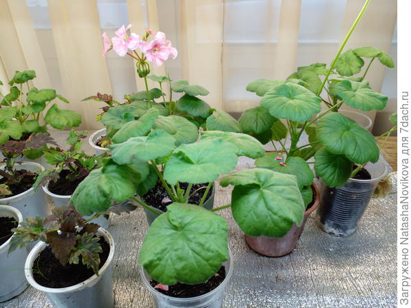 розовый из семечка