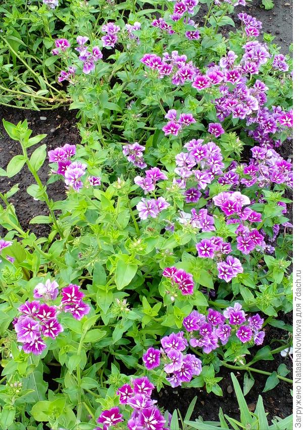 флоксы, начало цветения в конце июня