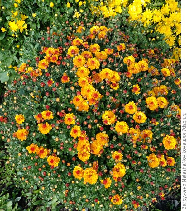 хризантема